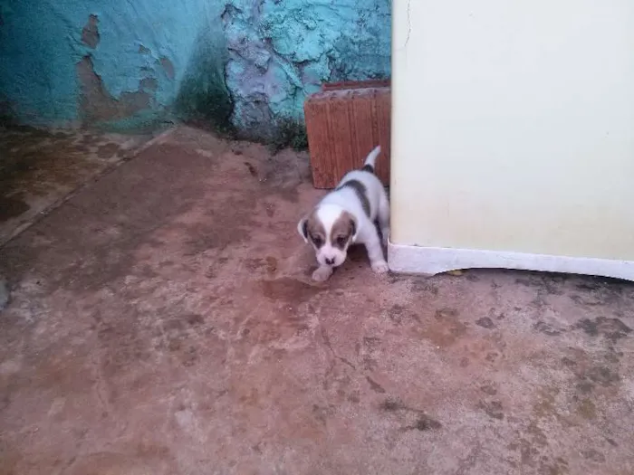 Cachorro ra a  idade Abaixo de 2 meses nome cachorrinhos