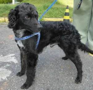 Cachorro raça Poodle idade 2 anos nome Black