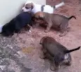 cachorrinhos