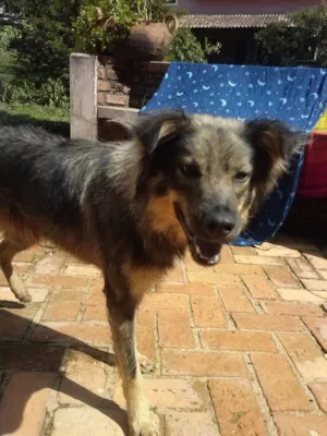 Cachorro raça SRD idade 1 ano nome Bob