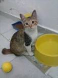 Drika