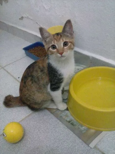 Gato ra a SRD idade 2 a 6 meses nome Drika