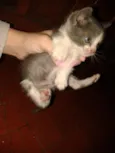 Gatinho macho