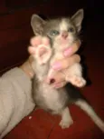 Gatinho macho