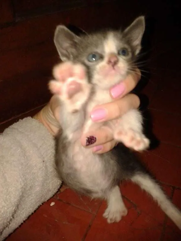 Gato ra a  idade Abaixo de 2 meses nome Gatinho macho