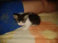 Gatinho