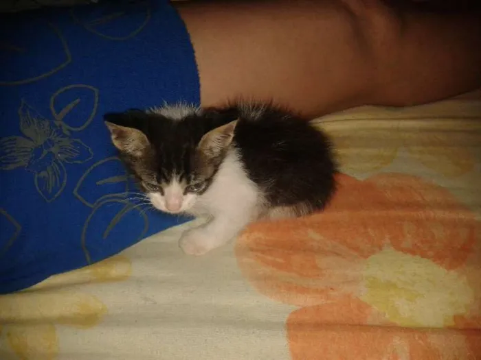 Gato ra a  idade Abaixo de 2 meses nome Gatinho