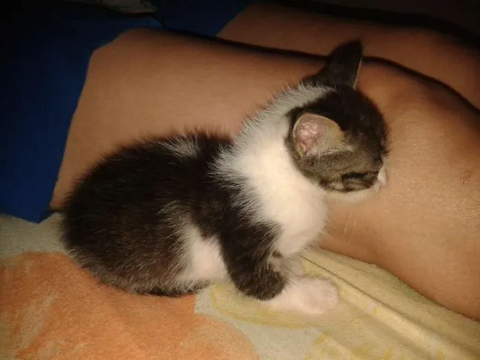 Gato ra a  idade Abaixo de 2 meses nome Gatinho