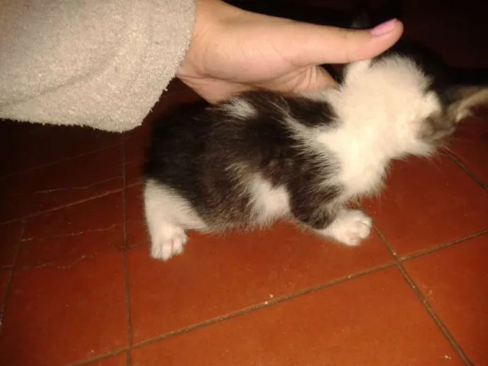 Gato ra a  idade Abaixo de 2 meses nome Gatinho