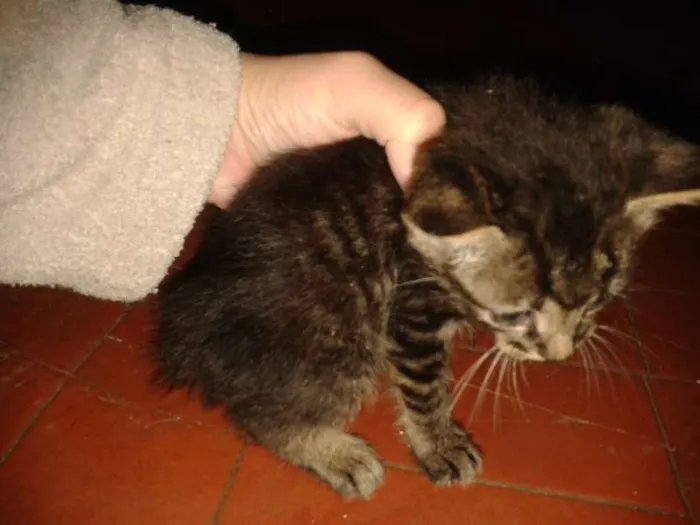 Gato ra a  idade Abaixo de 2 meses nome Gatinho