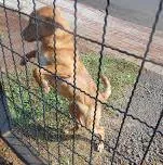 Cachorro ra a SRD idade 7 a 11 meses nome TOTO