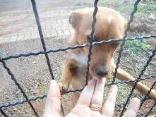 Cachorro ra a SRD idade 7 a 11 meses nome TOTO