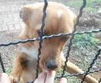 Cachorro ra a SRD idade 7 a 11 meses nome TOTO