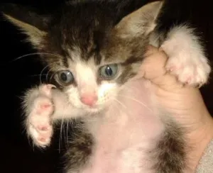 Gato raça  idade Abaixo de 2 meses nome Gatinho