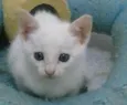 gatinhos