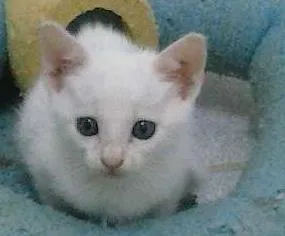 Gato ra a SRD idade Abaixo de 2 meses nome gatinhos