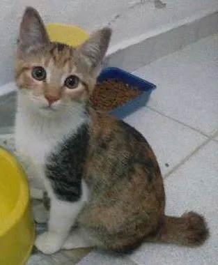 Gato ra a SRD idade 2 a 6 meses nome Drika
