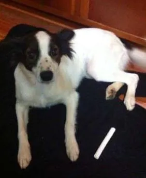 Cachorro ra a SRD idade 2 anos nome Malhadinha