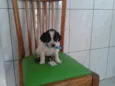 bebe