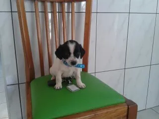 Cachorro ra a misturado idade Abaixo de 2 meses nome bebe