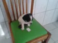 bebe