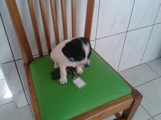 Cachorro ra a misturado idade Abaixo de 2 meses nome bebe