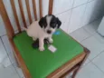 bebe