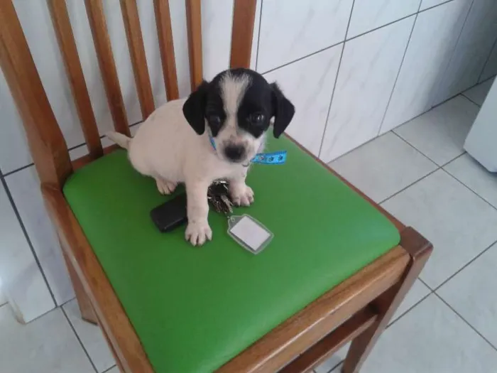 Cachorro ra a misturado idade Abaixo de 2 meses nome bebe