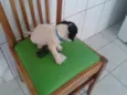 bebe