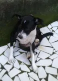 Belinha
