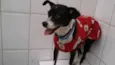 Belinha