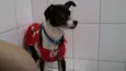 Belinha