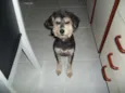 Neguinha