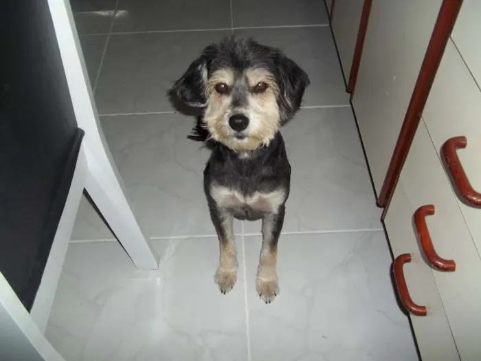 Cachorro ra a Mestiço idade  nome Neguinha