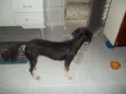 Neguinha