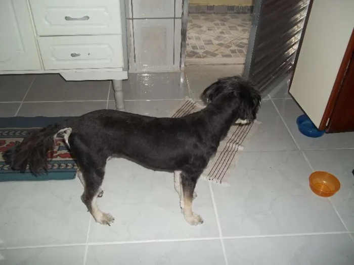 Cachorro ra a Mestiço idade  nome Neguinha