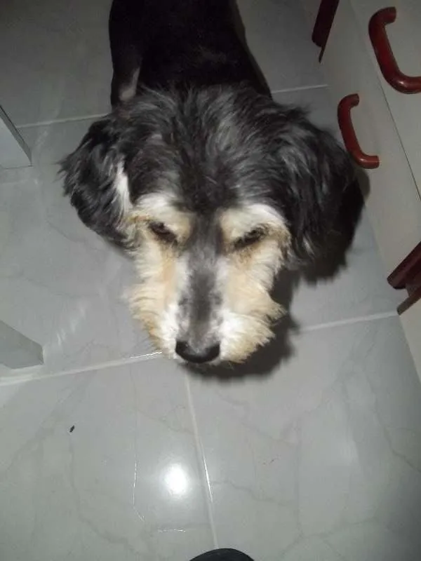 Cachorro ra a Mestiço idade  nome Neguinha