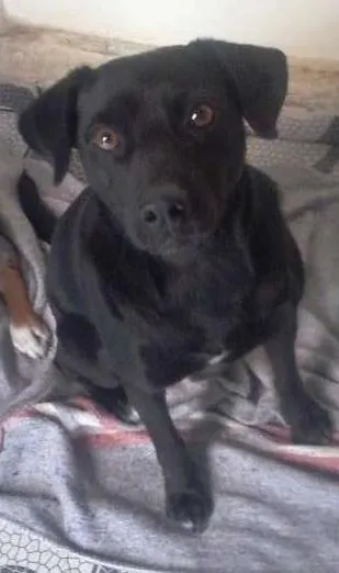 Cachorro ra a SRD idade 1 ano nome TAZ
