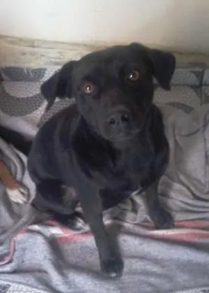 Cachorro raça SRD idade 1 ano nome TAZ