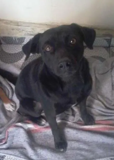 Cachorro ra a SRD idade 1 ano nome TAZ