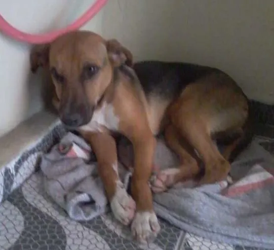 Cachorro ra a SRD idade 7 a 11 meses nome SPYKE