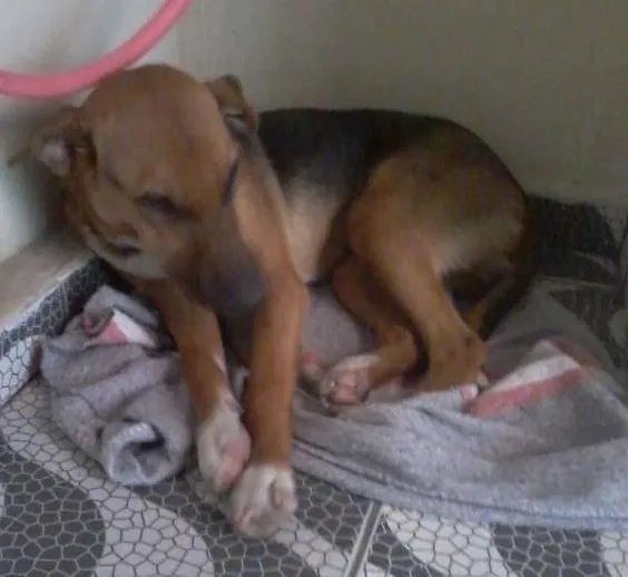 Cachorro ra a SRD idade 7 a 11 meses nome SPYKE