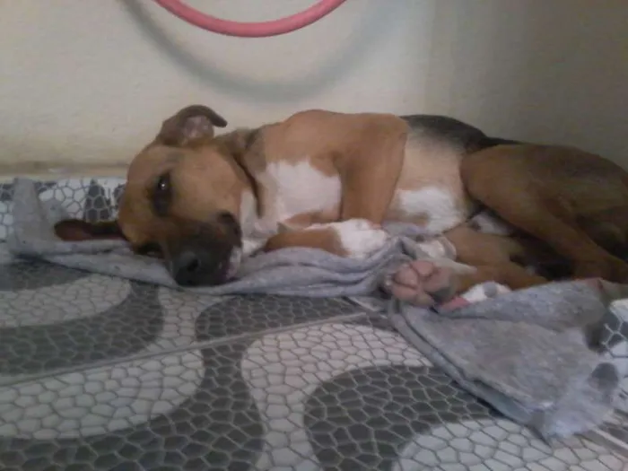 Cachorro ra a SRD idade 7 a 11 meses nome SPYKE