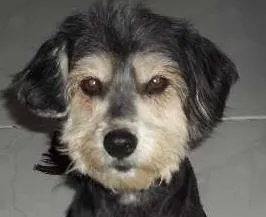 Cachorro ra a Mestiço idade  nome Neguinha