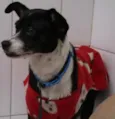 Belinha