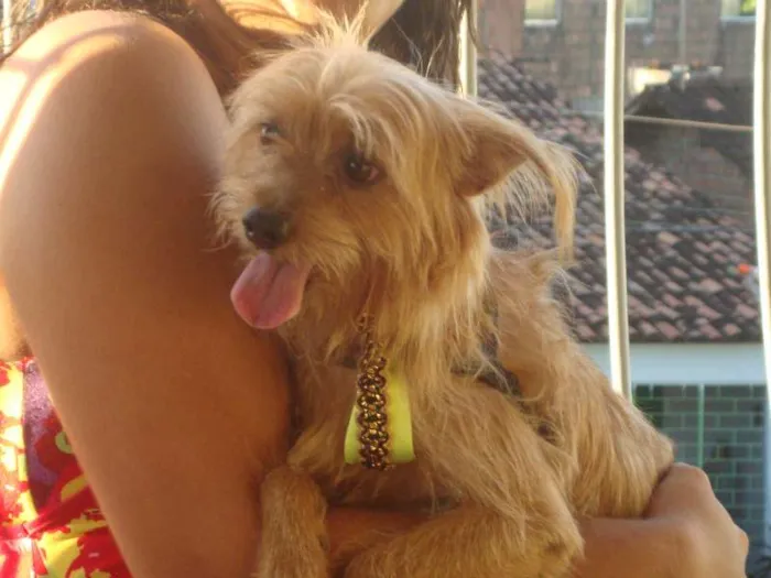 Cachorro ra a PIT+YORKSHINE idade 3 anos nome JHONY