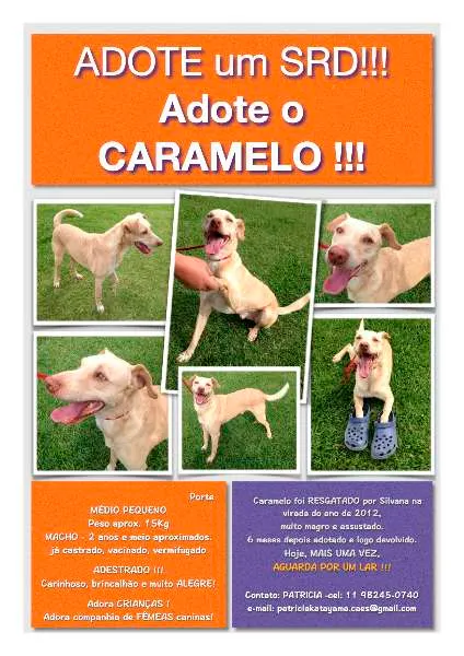 Cachorro ra a SRD idade 2 a 6 meses nome CARAMELO