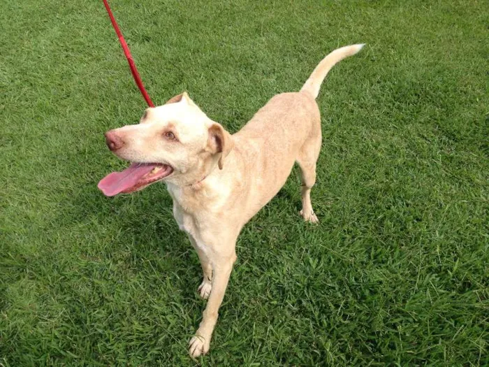 Cachorro ra a SRD idade 2 a 6 meses nome CARAMELO