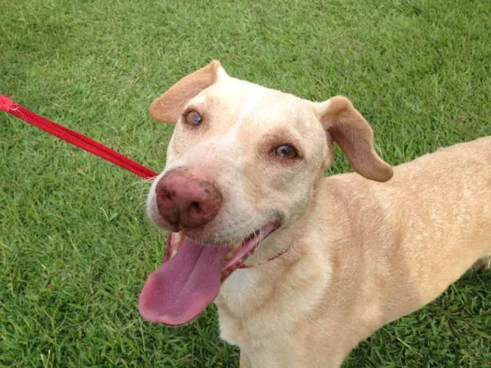 Cachorro ra a SRD idade 2 a 6 meses nome CARAMELO