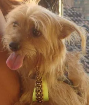 Cachorro raça PIT+YORKSHINE idade 3 anos nome JHONY